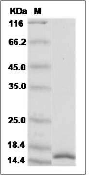 Human IL-17F / IL17F Protein SDS-PAGE