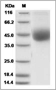 Cynomolgus ART4 Protein (His Tag) SDS-PAGE