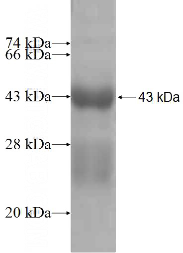 Recombinant Human GREM2 SDS-PAGE