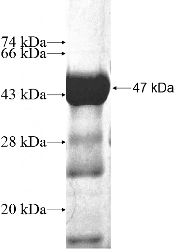 Recombinant Human UGT8 SDS-PAGE