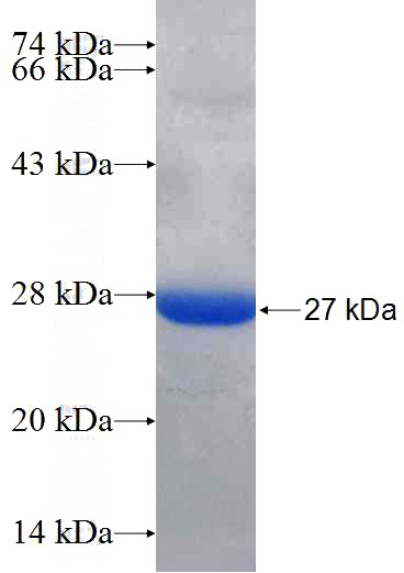 Recombinant Human IFI44 SDS-PAGE