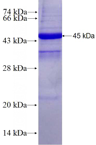 Recombinant Human POLH SDS-PAGE