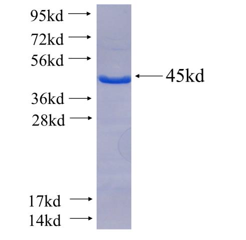 Recombinant human MAP3K7IP1 SDS-PAGE