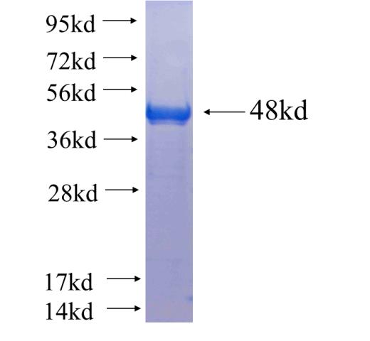 Recombinant human TBC1D4 SDS-PAGE