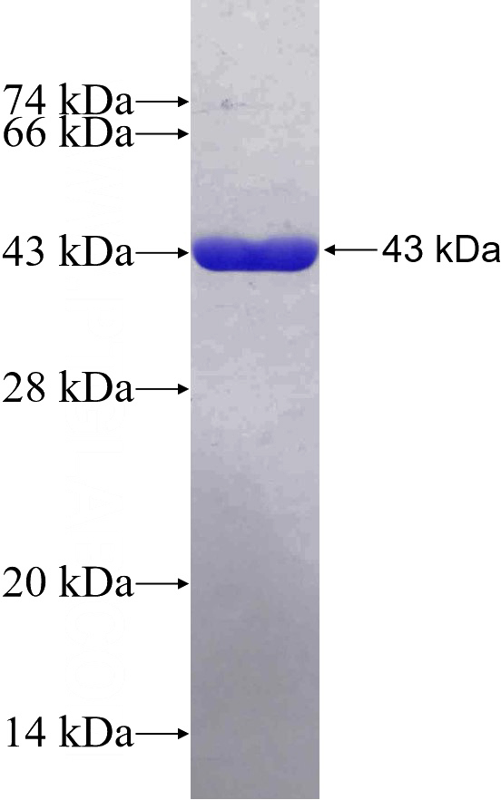Recombinant Human PDE6D SDS-PAGE