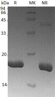 Human BCL2L2/BCLW/KIAA0271 (His tag) recombinant protein