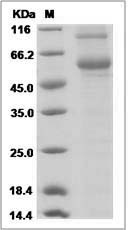 Mouse LOXL2 / Lysyl oxidase homolog 2 Protein (His Tag)