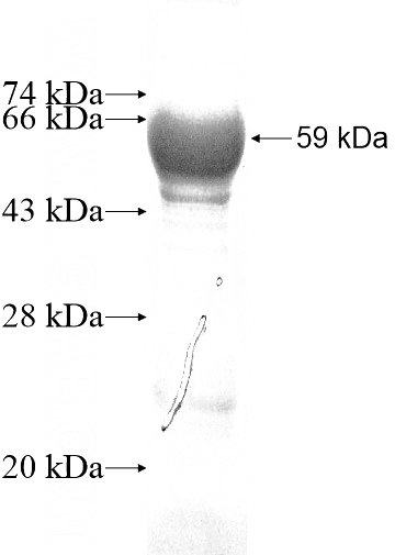 Recombinant Human MIOX SDS-PAGE