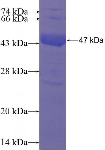 Recombinant Human ARL13B SDS-PAGE