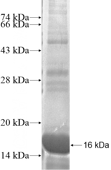 Recombinant Human DNAJB13 SDS-PAGE