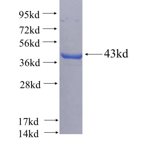 Recombinant human TEX28 SDS-PAGE
