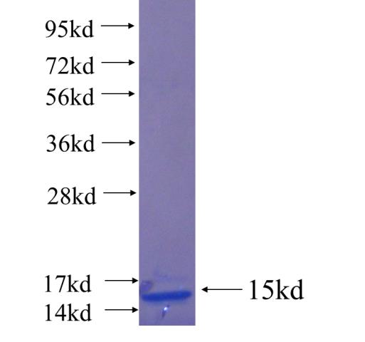 Recombinant human CPO SDS-PAGE