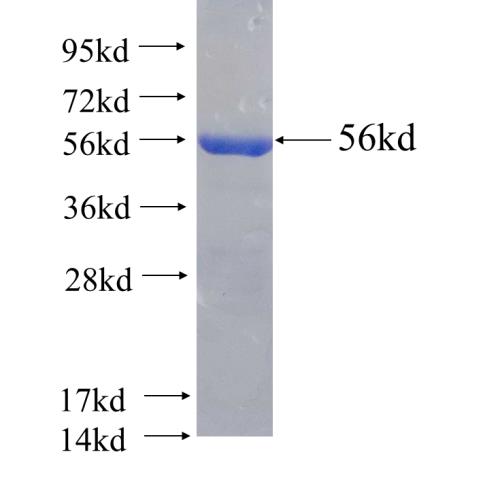 Recombinant human PNPO(Full length) SDS-PAGE