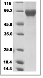 H3N2 HA Protein 14127