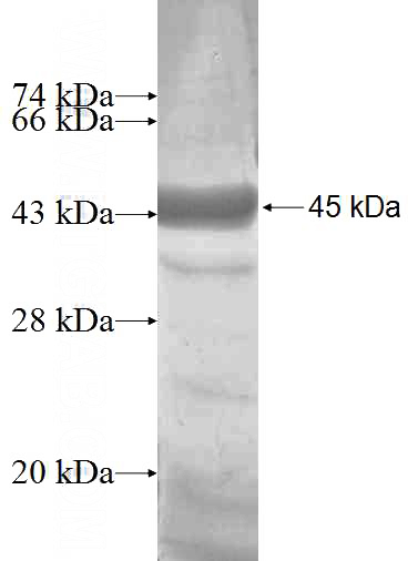 Recombinant Human SYNCRIP SDS-PAGE