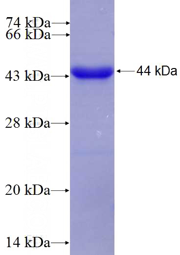 Recombinant Human NFATC4 SDS-PAGE