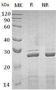 Human APOA1 recombinant protein