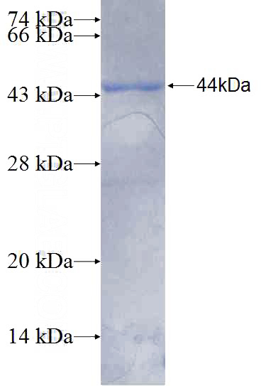 Recombinant Human PTPN13 SDS-PAGE