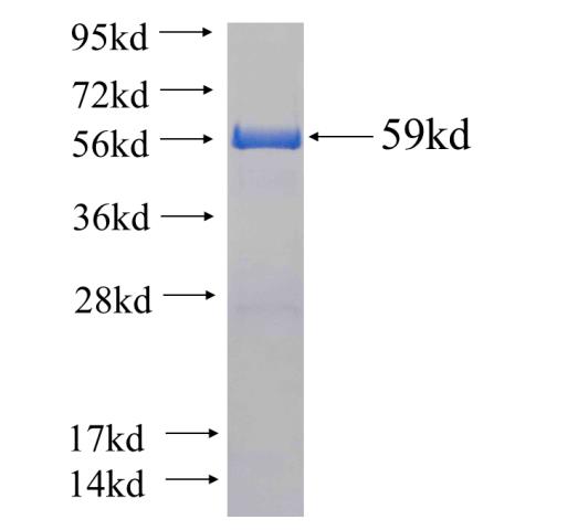 Recombinant human ECM1 SDS-PAGE