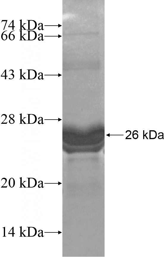 Recombinant Human SNAI3 SDS-PAGE