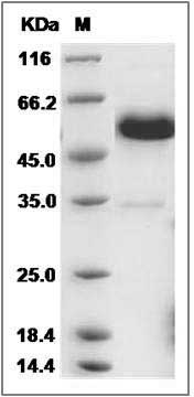 Cynomolgus / Rhesus CD40 / TNFRSF5 Protein (Fc Tag) SDS-PAGE