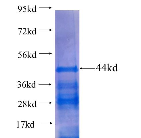 Recombinant human FAM129A SDS-PAGE