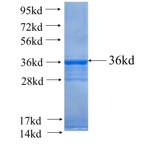 Recombinant human MC3R SDS-PAGE