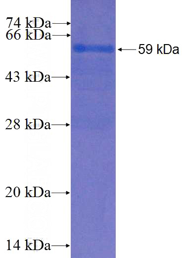 Recombinant Human ERAL1 SDS-PAGE