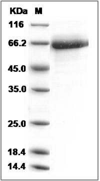 Cynomolgus CD84 Protein (Fc Tag) SDS-PAGE