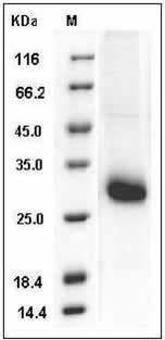 Mouse TIMP1 / TIMP / CLGI Protein SDS-PAGE