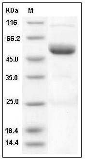 Mouse Ephrin-A4 / EFNA4 Protein (Fc Tag) SDS-PAGE