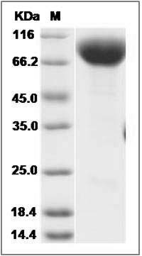Cynomolgus IFNAR1 / IFNAR Protein SDS-PAGE