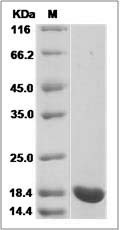 IL1B protein SDS-PAGE