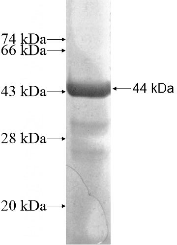 Recombinant Human METTL4 SDS-PAGE