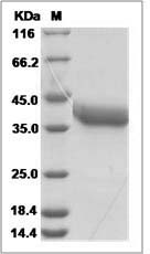 Mmp2 protein SDS-PAGE