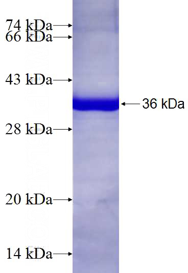 Recombinant Human STX4 SDS-PAGE