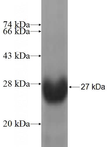 Recombinant Human LAGE-1 SDS-PAGE