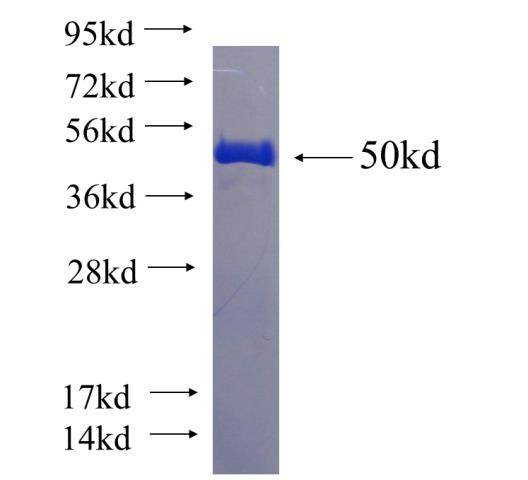 Recombinant human MND1 SDS-PAGE