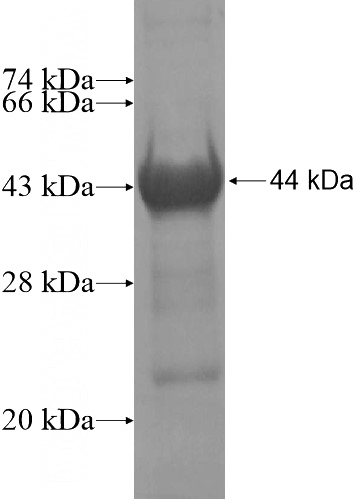Recombinant Human WWC3 SDS-PAGE