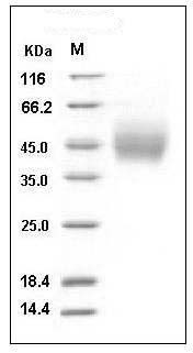 Human CD89 / FCAR Protein (His Tag) SDS-PAGE