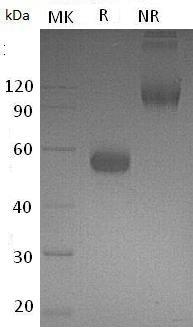Human BTLA (Fc tag) recombinant protein