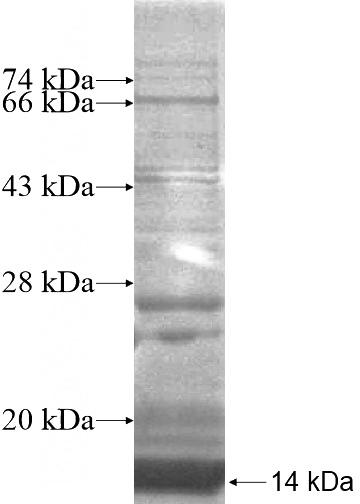 Recombinant Human C16orf14 SDS-PAGE