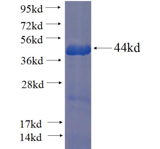 Recombinant human AMFR SDS-PAGE