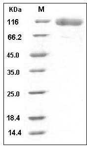 Human EGFR / HER1 / ErbB1 Protein (His Tag) SDS-PAGE