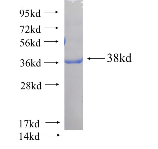 Recombinant human INI-1(Full length) SDS-PAGE