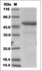 Tnfsf12 protein SDS-PAGE