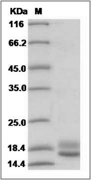 Human VEGF121 / VEGF-A Protein SDS-PAGE