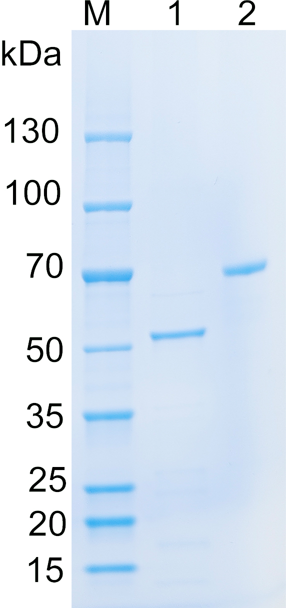 Recombinant Human DDX53 SDS-PAGE