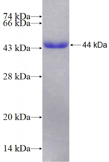 Recombinant Human DDX53 SDS-PAGE