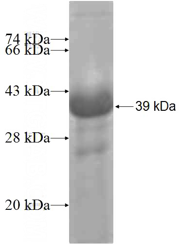 Recombinant Human HISPPD2A SDS-PAGE